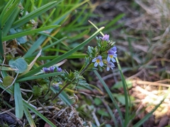 Euphrasia minima