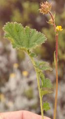 Geum capense