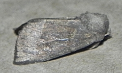 Papaipema nebris