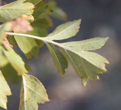 Crataegus karadaghensis