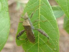 Heegeria tangirica