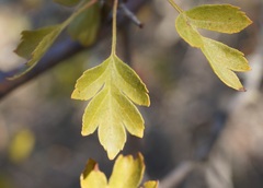 Crataegus karadaghensis