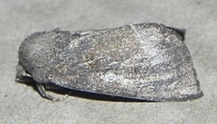 Papaipema nebris