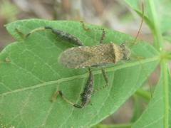 Heegeria tangirica