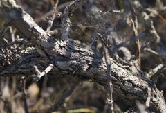 Crataegus karadaghensis