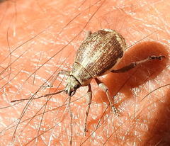 Sciobius