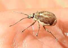 Sciobius