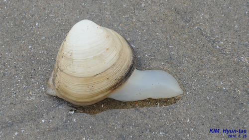 Mactra quadrangularis