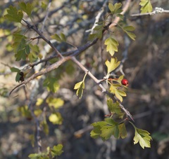 Crataegus karadaghensis