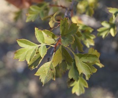 Crataegus karadaghensis