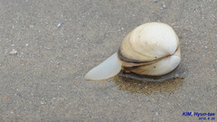 Mactra quadrangularis