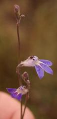 Lobelia preslii