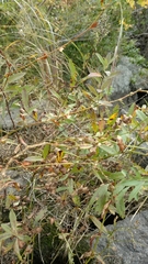 Persicaria barbata