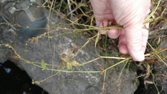 Persicaria barbata