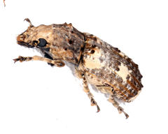 Phloeobiopsis plagifera