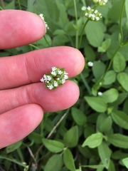Valerianella radiata