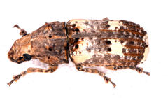 Phloeobiopsis plagifera