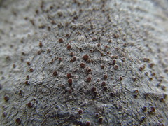Lecanora cinereofusca