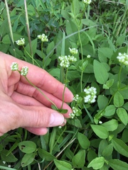 Valerianella radiata