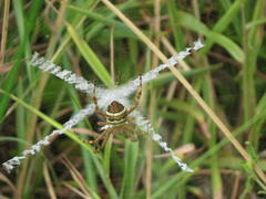 Argiope aurocincta