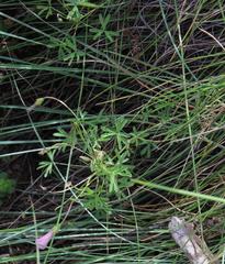 Oxalis bifurca angustiloba