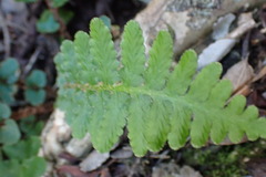 Anemia caffrorum