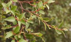 Maytenus acuminata acuminata