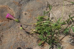 Oxalis bifurca angustiloba