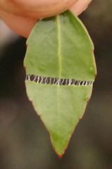 Maytenus acuminata acuminata