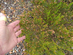 Passerina rubra