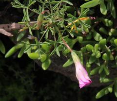 Oxalis bifurca angustiloba
