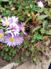 Bombus