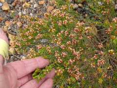 Passerina rubra