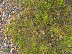 Passerina rubra