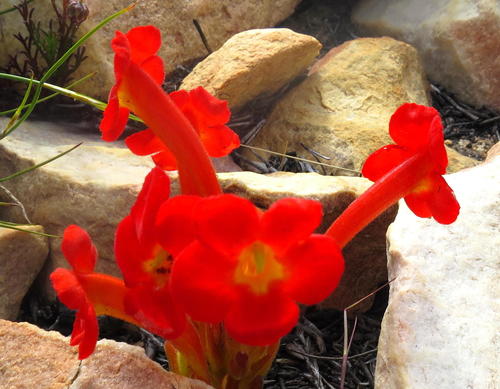 Great Red Inkflower (Harveya bodkinii)