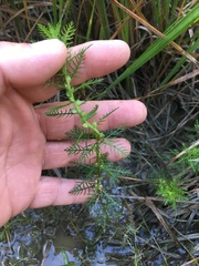 Proserpinaca pectinata