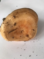 Lactarius salmonicolor