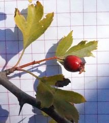 Crataegus karadaghensis