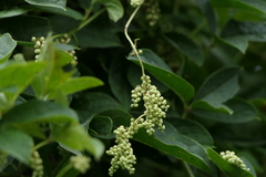 Dioscorea pentaphylla