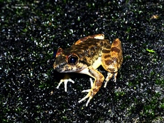 Limnonectes conspicillatus