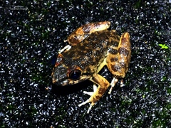 Limnonectes conspicillatus