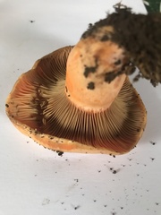 Lactarius salmonicolor