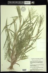 Panicum gattingeri