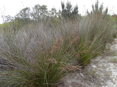 Thamnochortus insignis