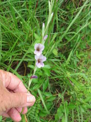 Gladiolus densiflorus
