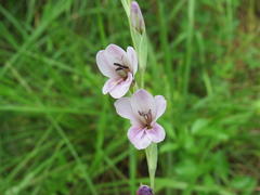 Gladiolus densiflorus