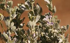 Psoralea velutina