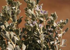 Psoralea velutina