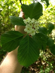 Crataegus calpodendron