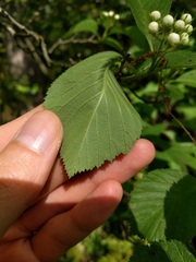 Crataegus calpodendron